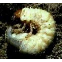 50 Mil. Nematodes mixed SC, HB, and SF.